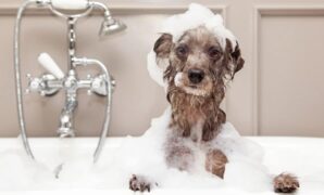Top 10 Best Puppy Shampoo For Dogs that you can give as gifts to new dog owners