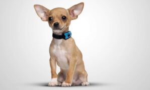 Top 10 Best Shock Collar For Small Dogs that you can give as gifts to dog lovers
