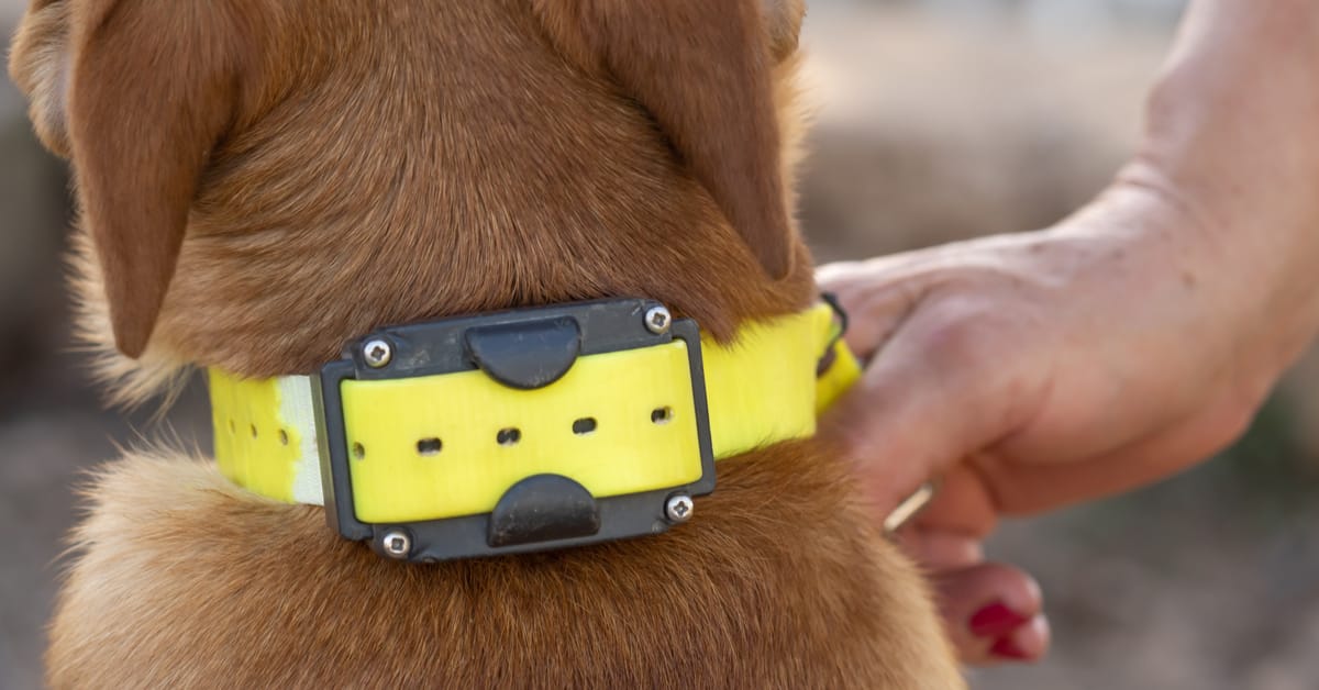 Tips for Choosing Best Shock Collar For Large Dogs