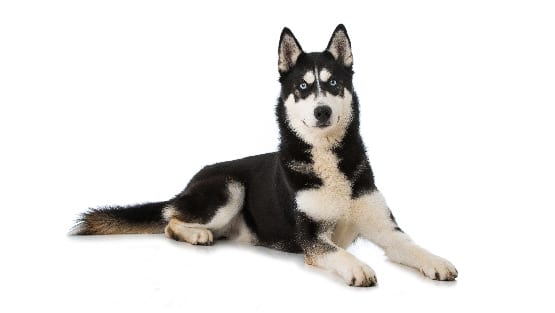 Tips for Choosing the Best Shampoo for Husky Dogs