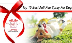 Top 10 Best Anti Pee Spray For Dogs that you can give as gifts to dog lovers