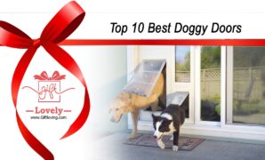 Top 10 Best Doggy Doors that you can give as gifts to dog lovers