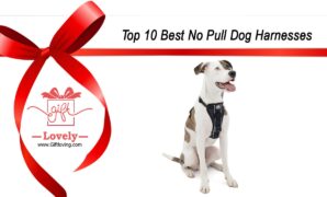 Top 10 Best No Pull Dog Harnesses that you can give as gifts to dog lovers